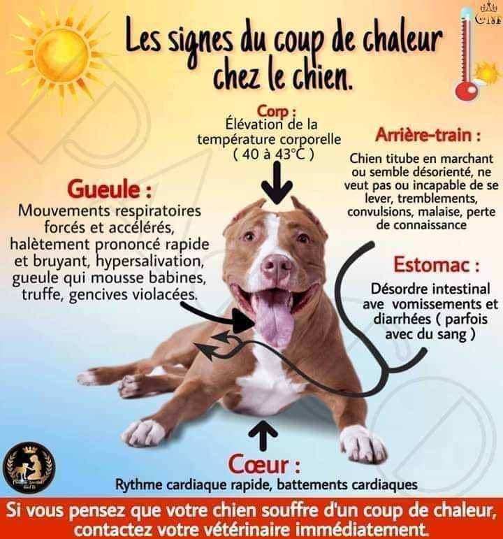 coup de chaleur